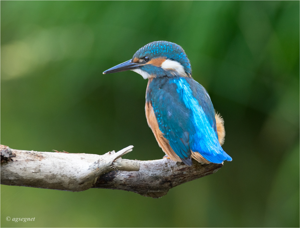 Eisvogel 0916