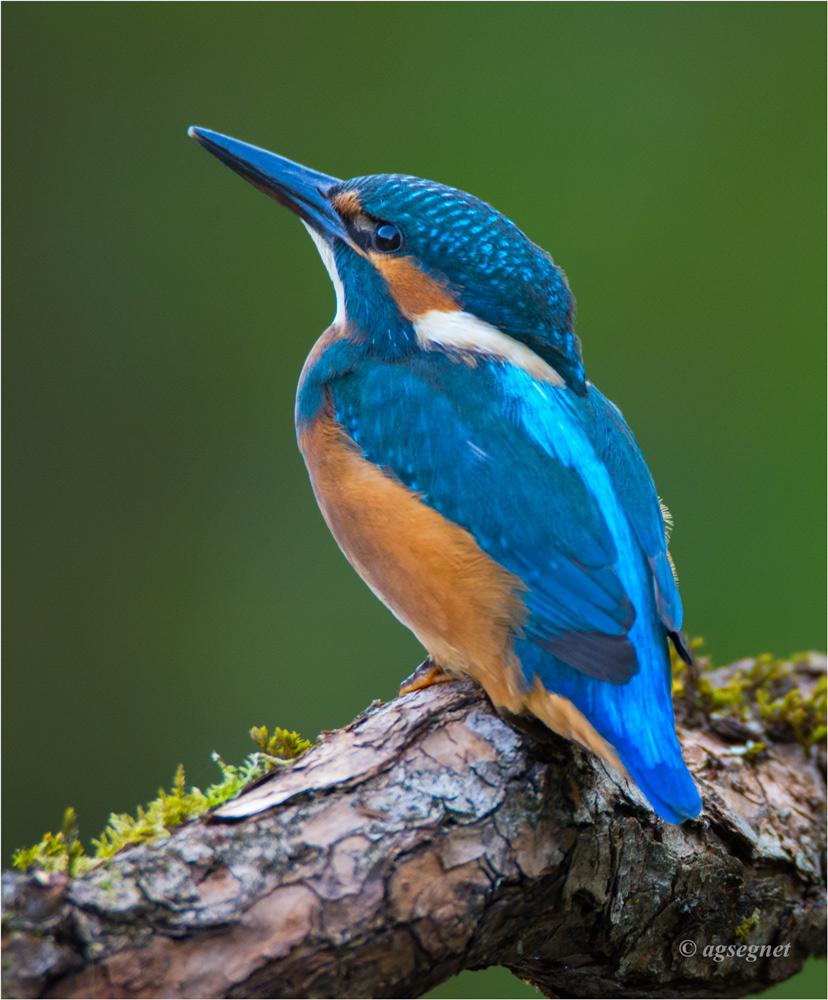 Eisvogel 1020