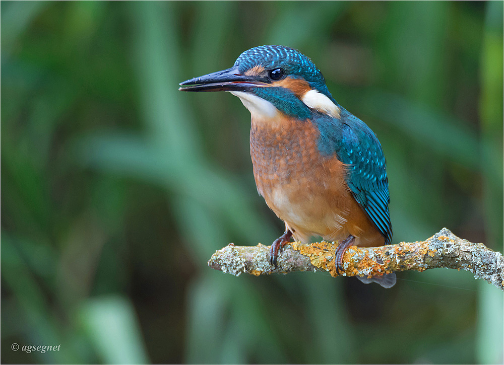 Eisvogel 1133