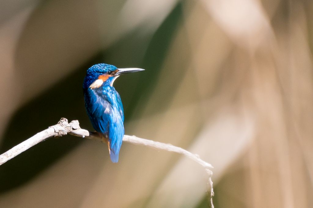 Eisvogel 2018 3