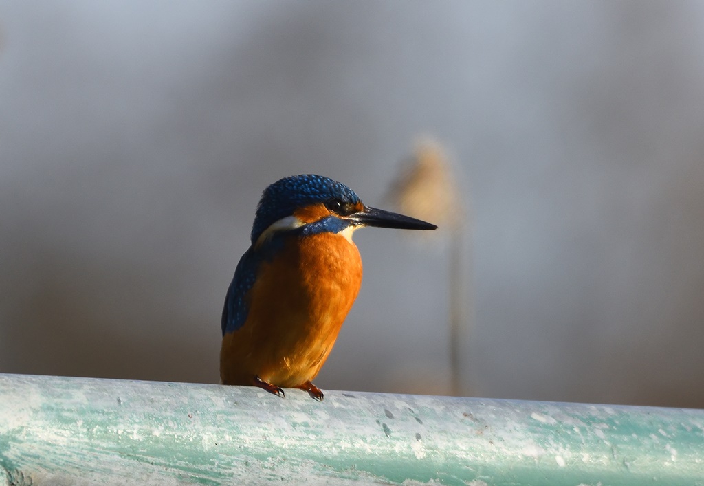 Eisvogel 23