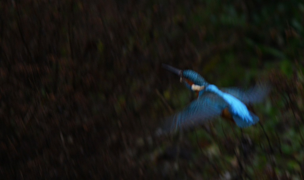 Eisvogel Flug klein