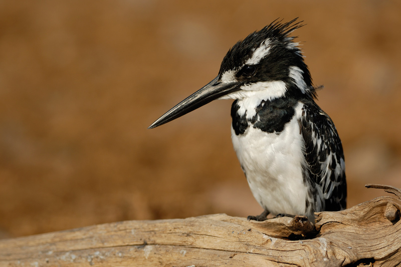 Eisvogel, Grey Kingfisher