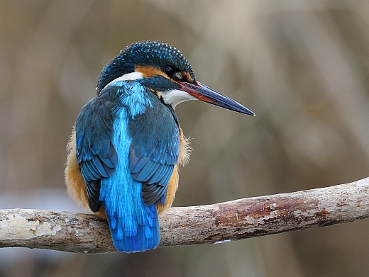 Eisvogel in Bayern