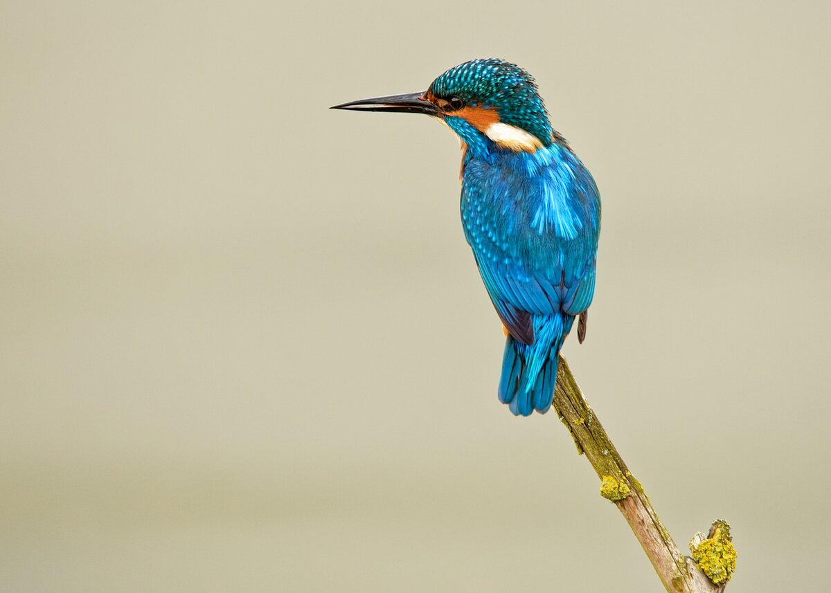 Eisvogel.jpg