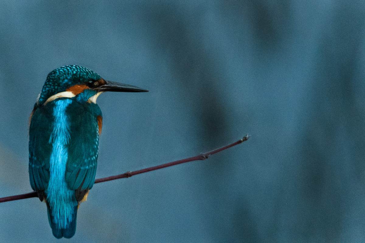 Eisvogel, Region Hannover