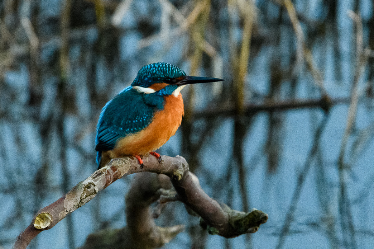Eisvogel, Region Hannover