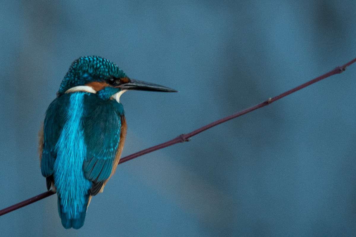 Eisvogel, Region Hannover