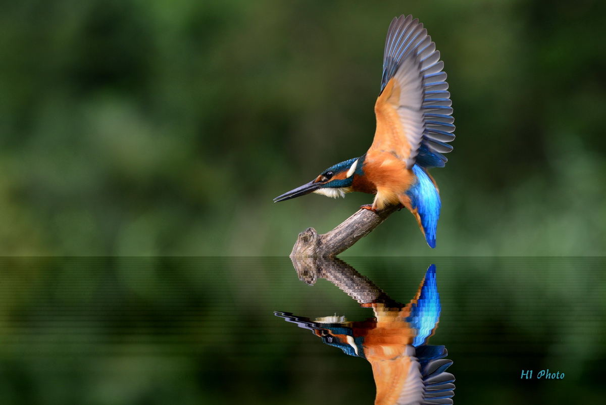 Eisvogel Spiegel