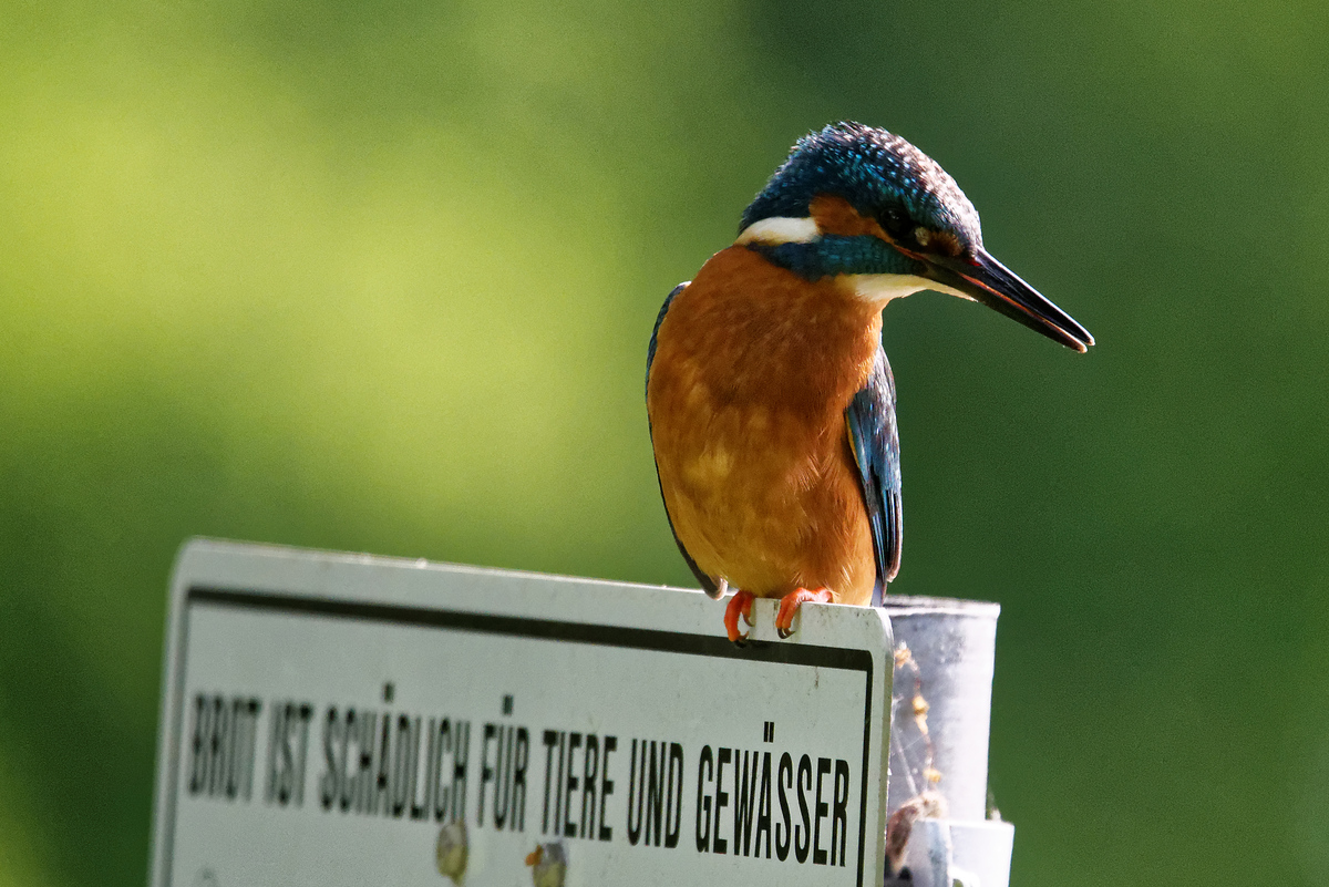 Eisvogel, Tamron 150-600