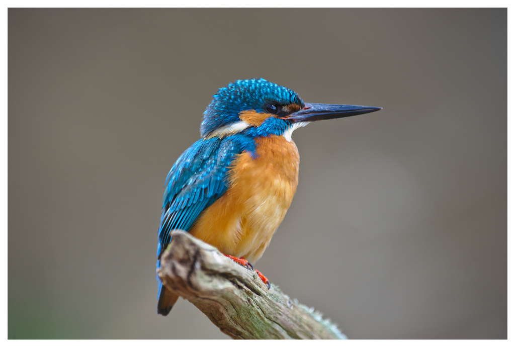 Eisvogel