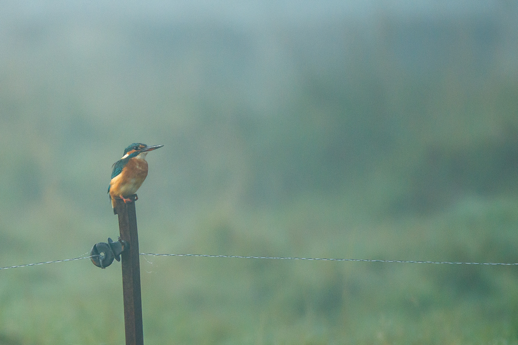 Eisvogel
