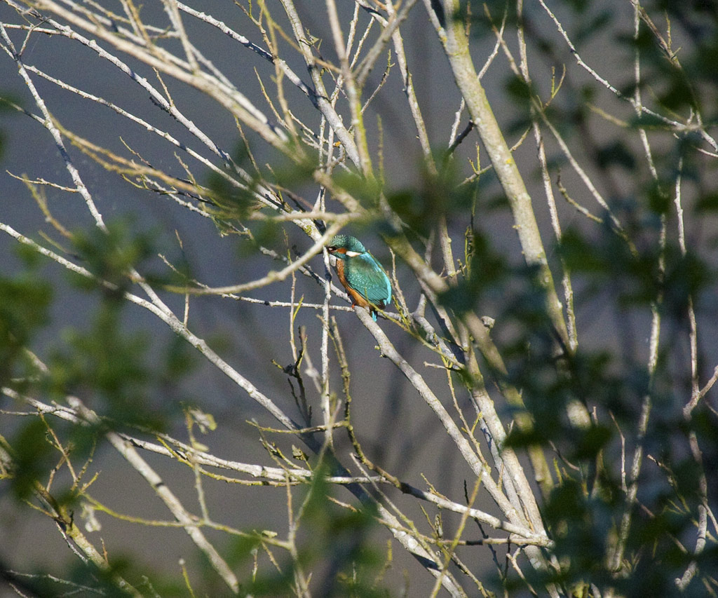 Eisvogel