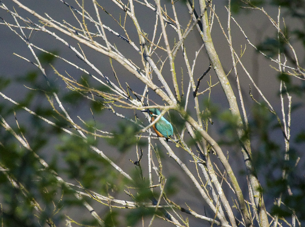 Eisvogel