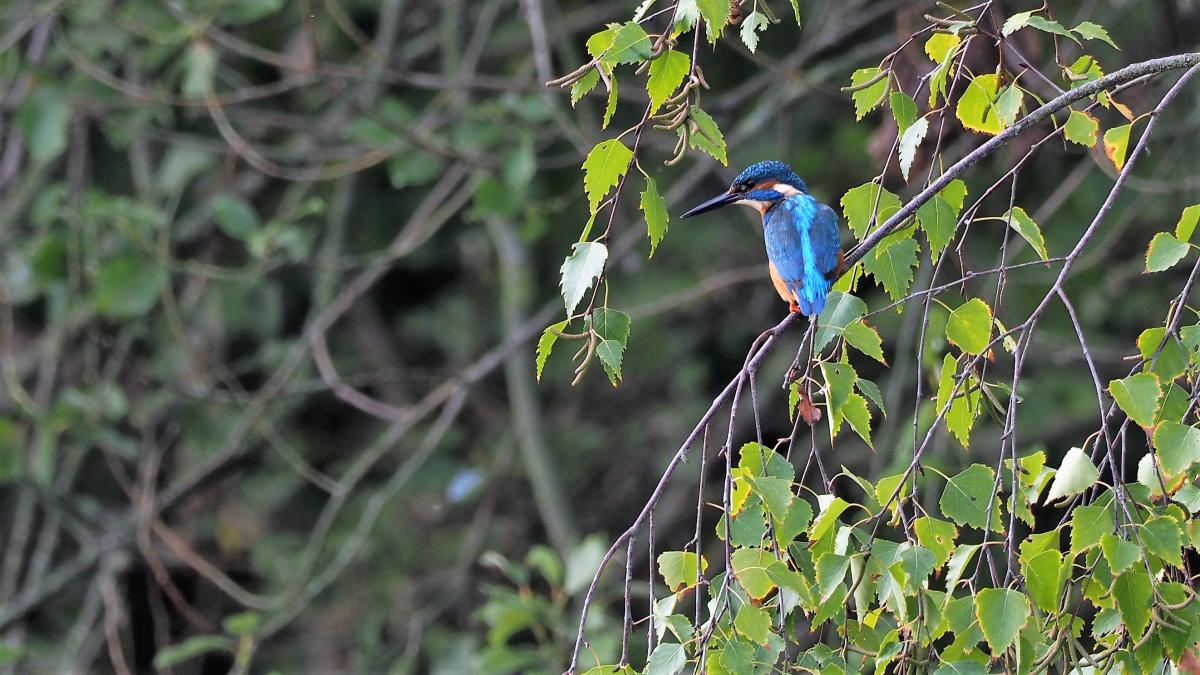Eisvogel