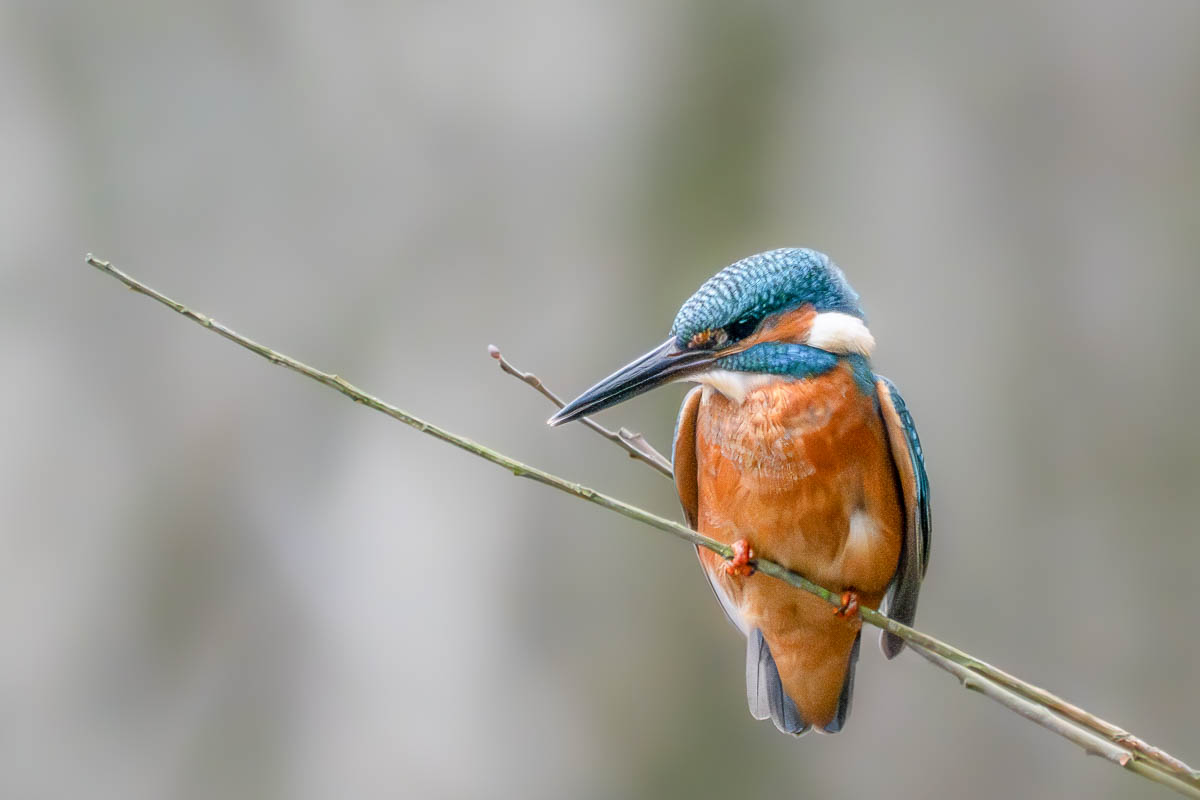 Eisvogel