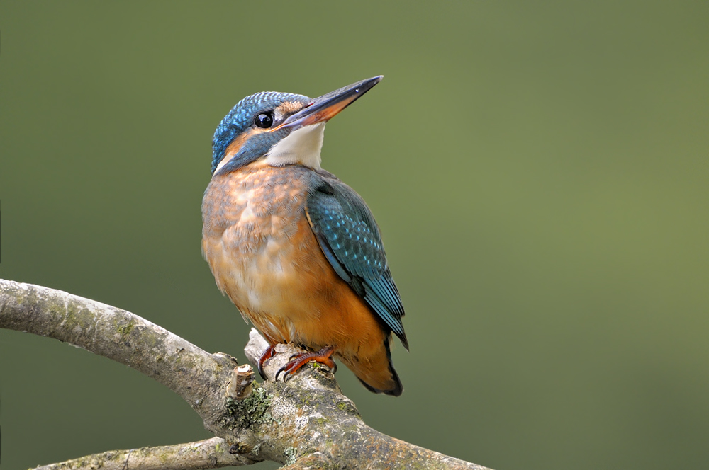 Eisvogel0763b