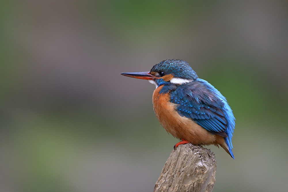 Eisvogel0786f