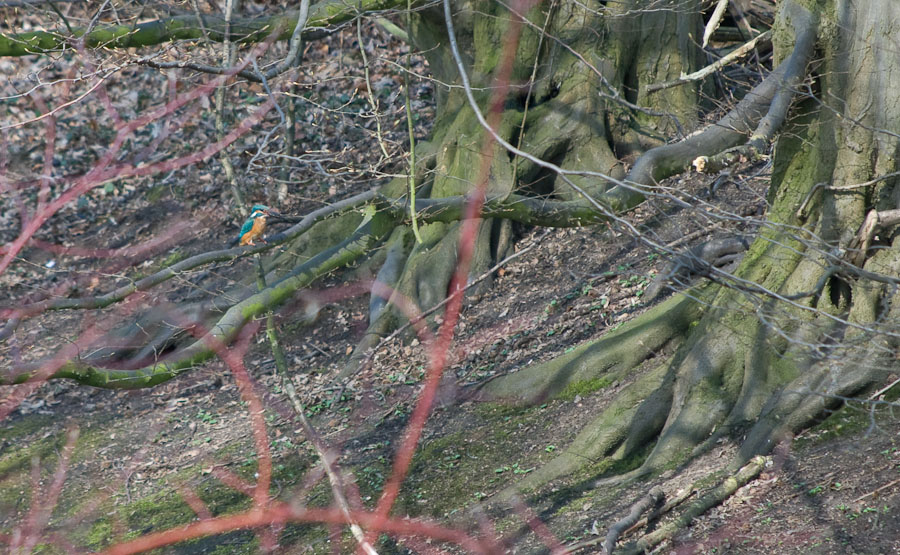 Eisvogel1