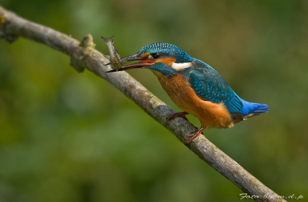 Eisvogel1a