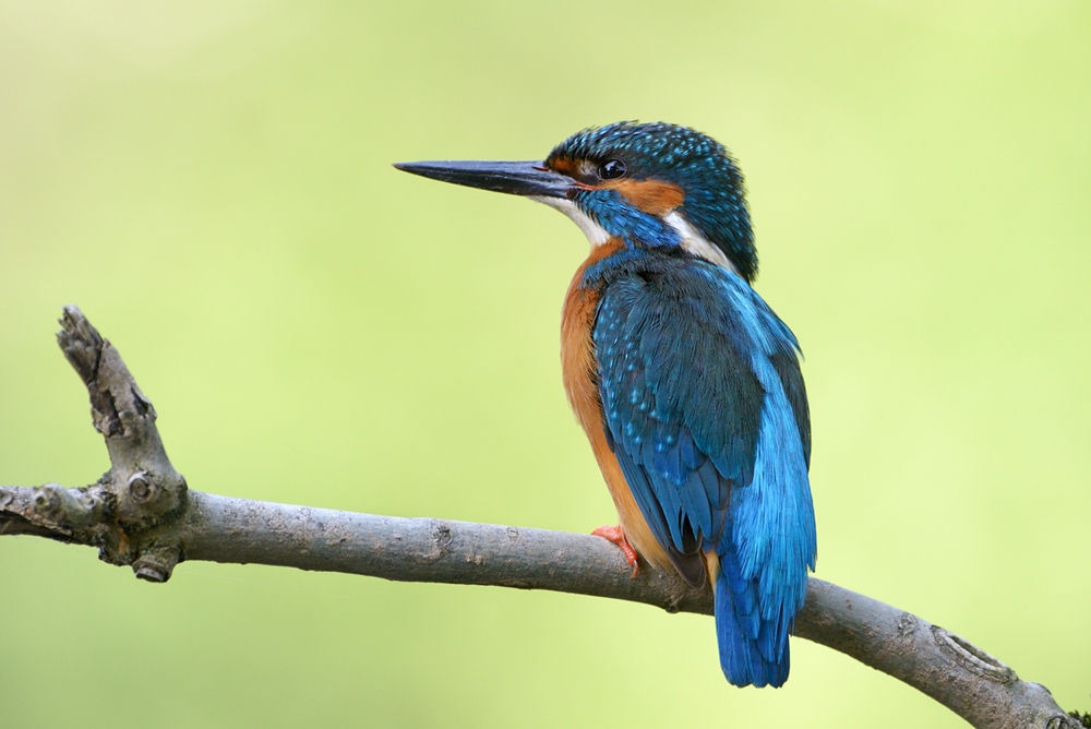 Eisvogel2264nff