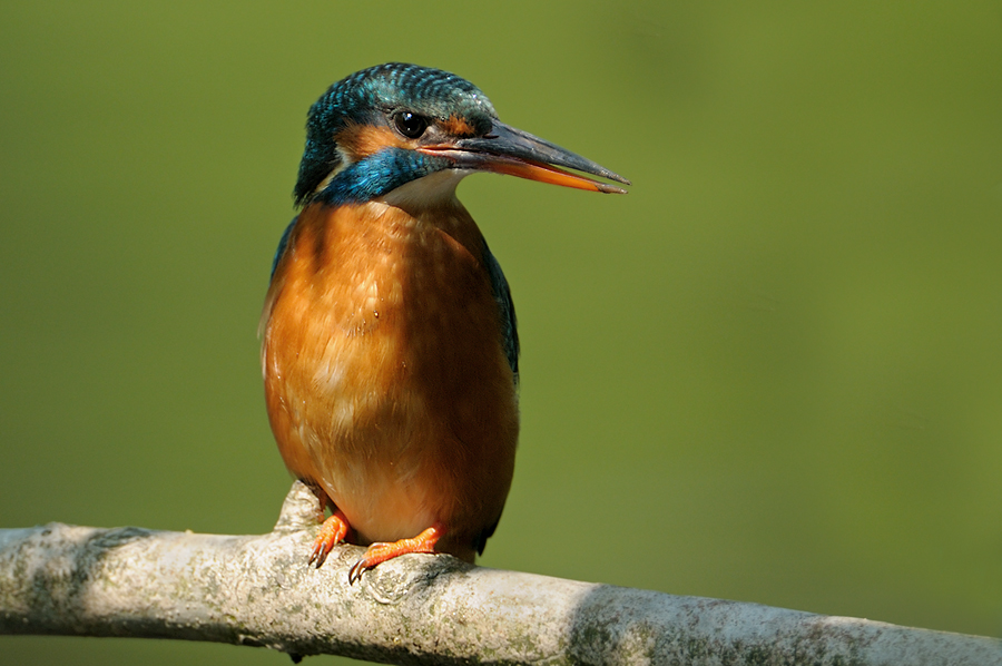 Eisvogel27