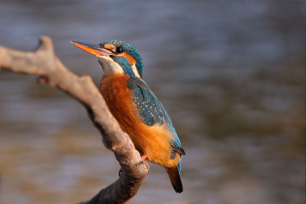 Eisvogel3669