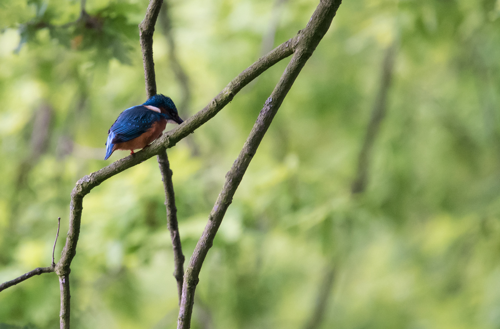 Eisvogel40