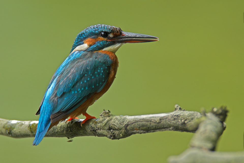 Eisvogel5349d