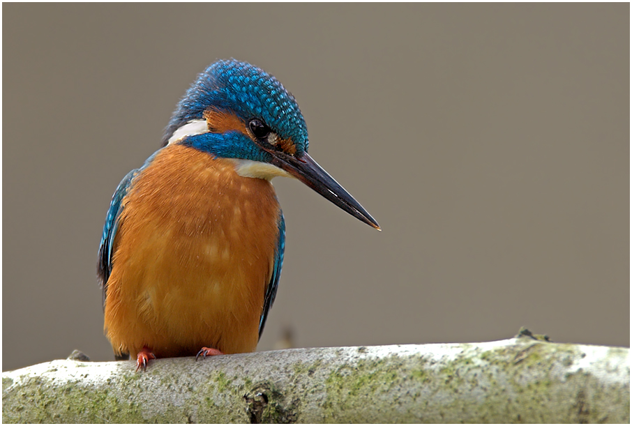 Eisvogel6614