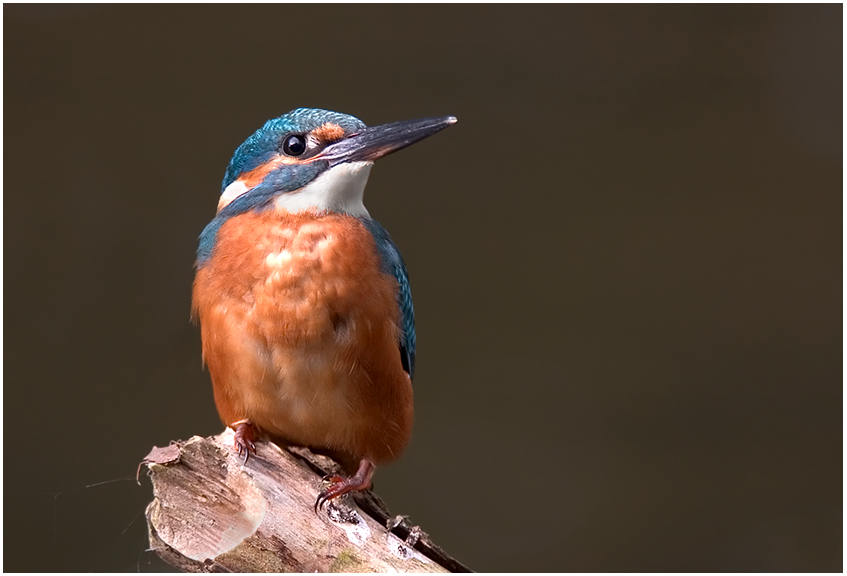 Eisvogel714