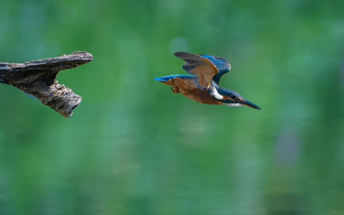 Eisvogelabflug.jpg