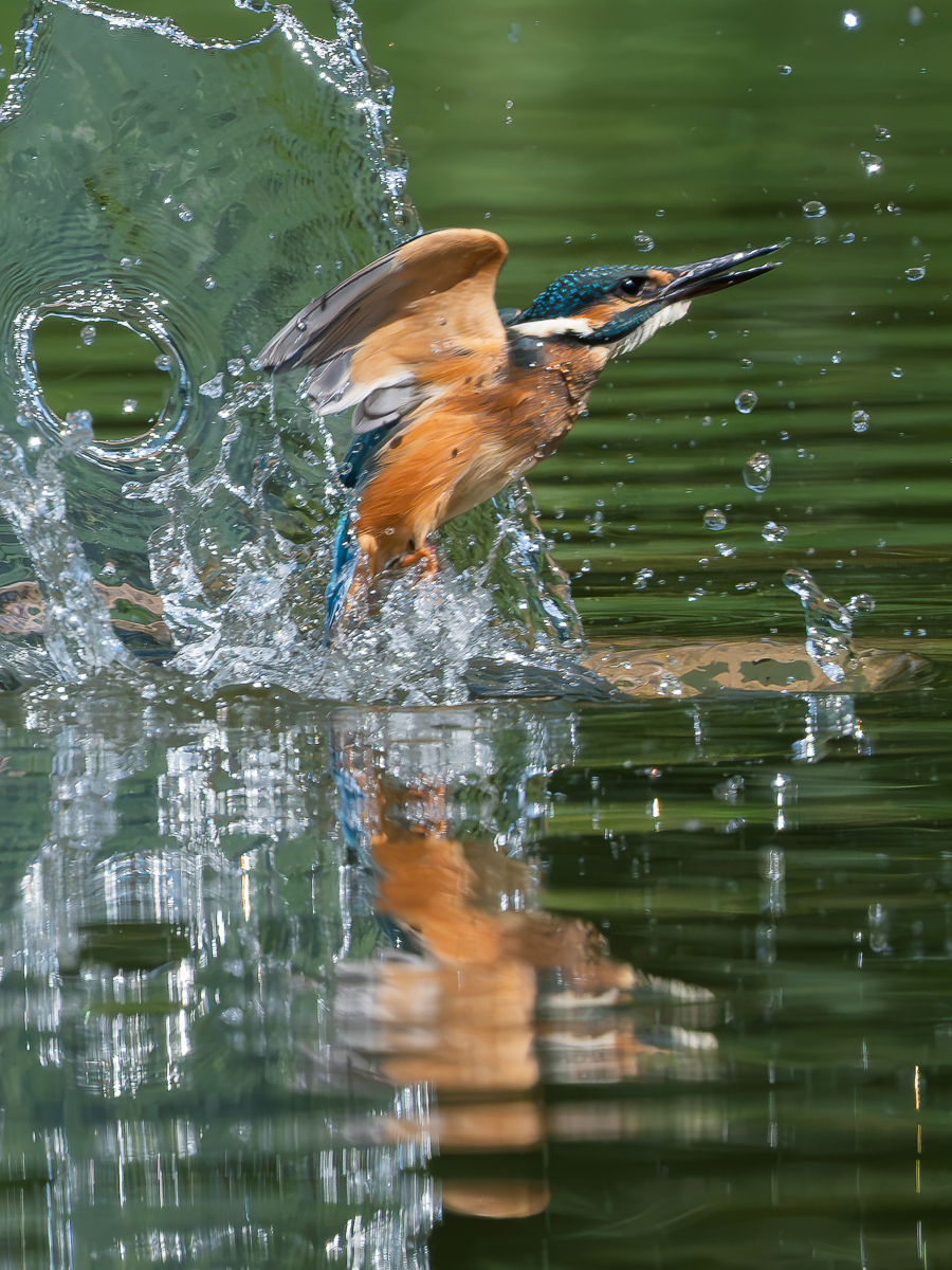 EisvogelAction.jpg