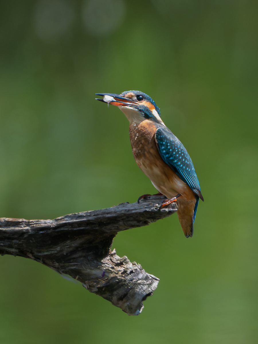 EisvogelFischSchnabel.jpg