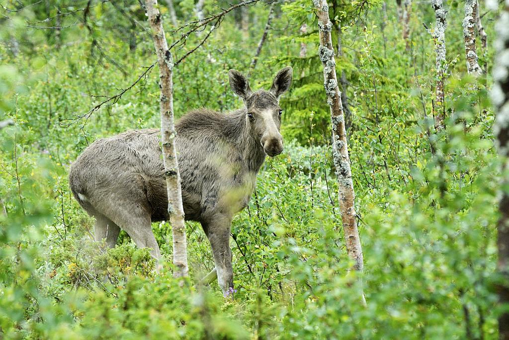 Elch im Ormtjernkampen Nationalpark 1 - Nikon AF 80-400 VR