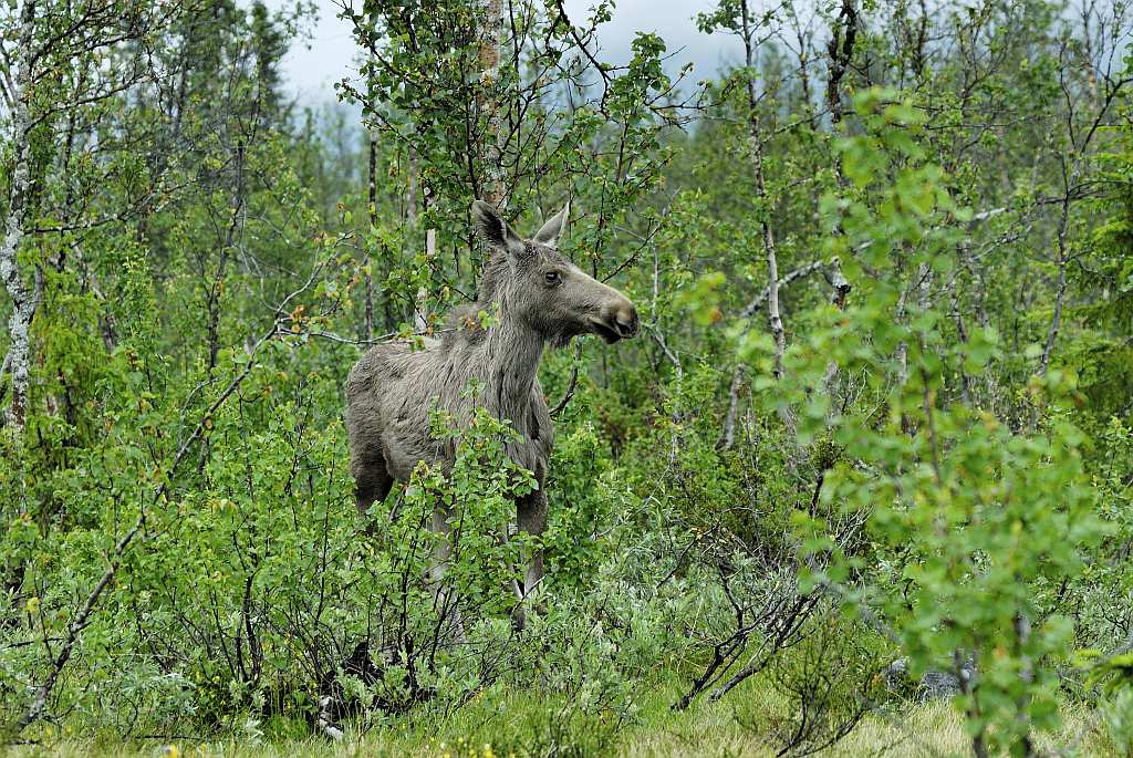 Elch im Ormtjernkampen Nationalpark 2  - Nikon AF 80-400 VR