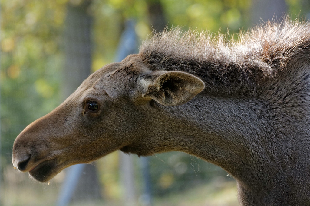 Elchkalb I
