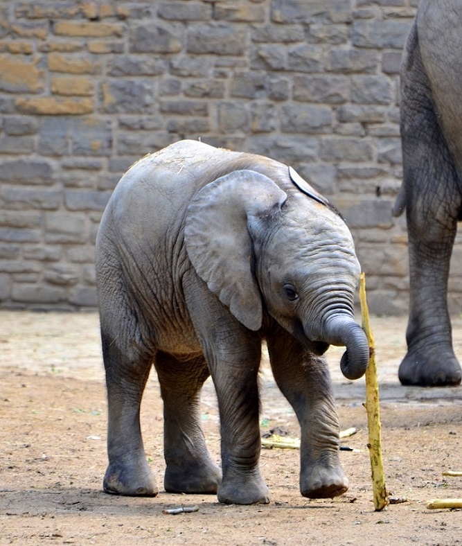 Elefant 2