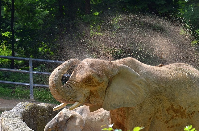 Elefant 4