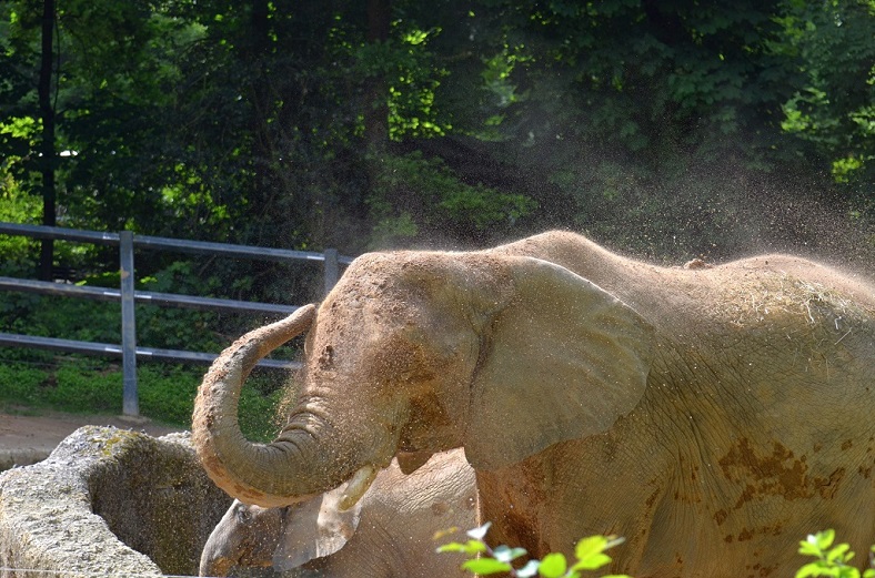 Elefant 5