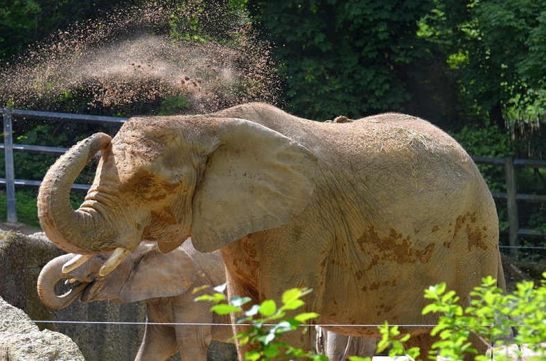 Elefant 6