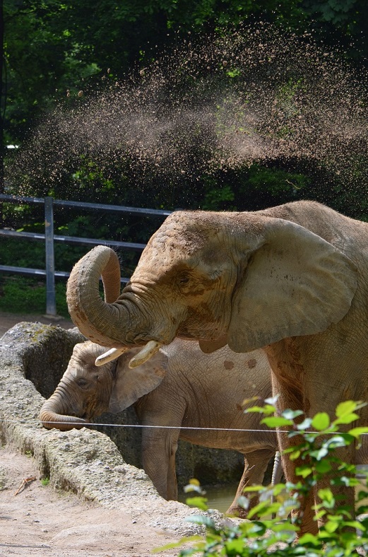 Elefant 8