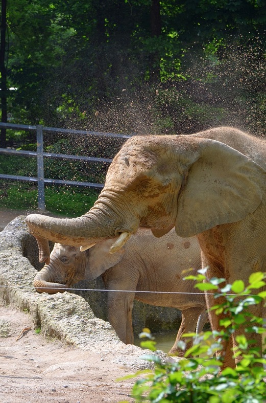 Elefant 9