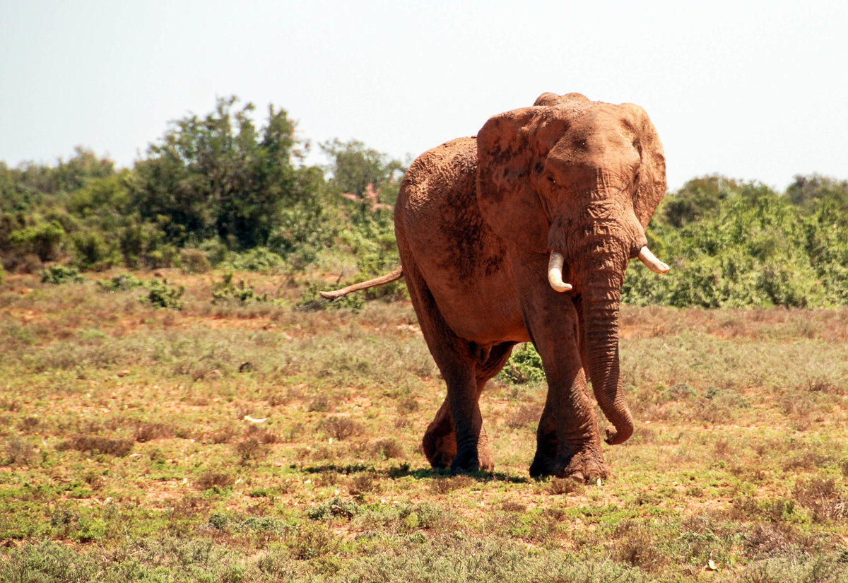 Elefant Afrika.jpg
