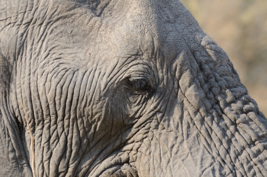 Elefant am Khwai in Botswana