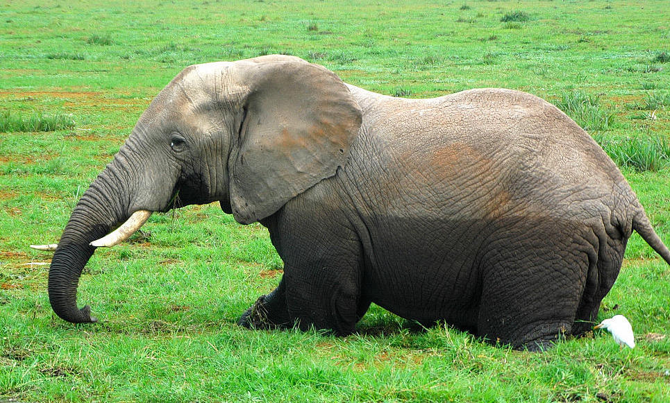 Elefant , Amboselli , Kenya