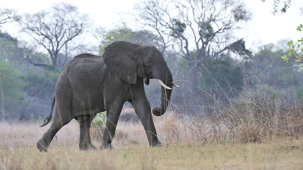 Elefant aus der Froschpersektive
4488