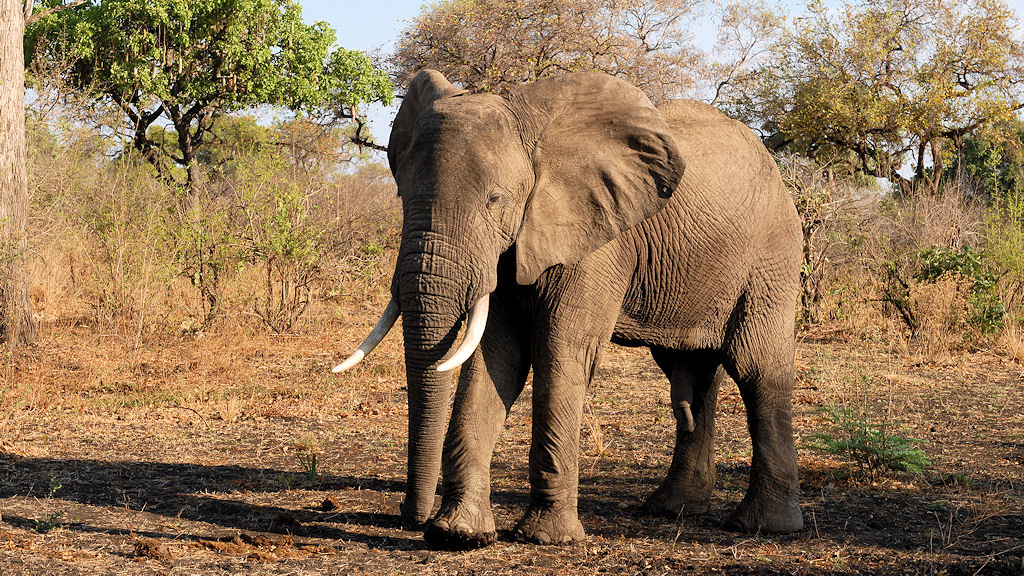 Elefant beim Nkwali Camp,
South Luangwa
3246