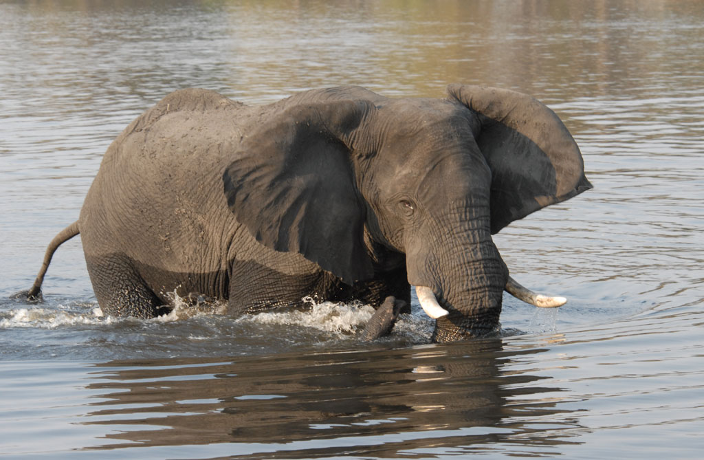 Elefant
Brennweite 135, 1/250 sek, ISO 400, F8
Aufgenommen freihand, Chobe