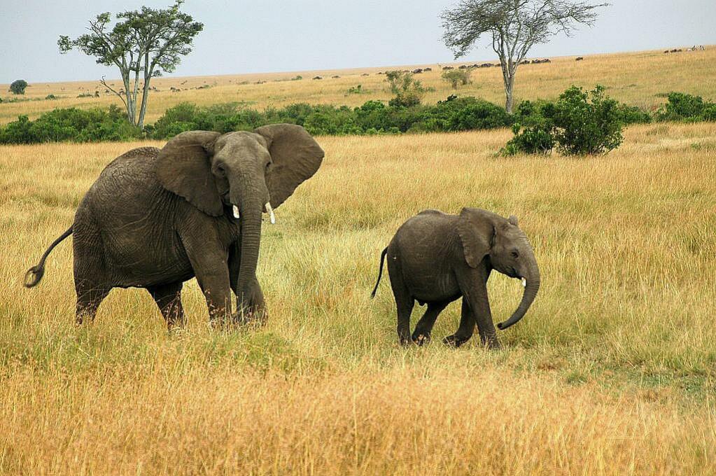 Elefant mit Nachwuchs